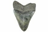 Serrated, Fossil Megalodon Tooth - South Carolina #362247-1